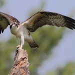 Honorable Mention Nature - Osprey by Jeff Bucklew