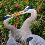 Honorable Mention Nature - Herons Kissing by Mary Lundeberg