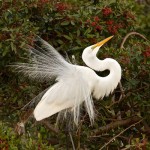 Honorable Mention Nature - Egret Mating Display By Mary Lundeberg