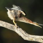 Honorable Mention Nature - Green Heron by Jeff Bucklew