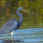 Honorable Mention Nature - Tri-colored Heron Fishing by Mary Lundeberg