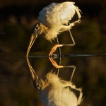 Honorable Mention Nature - Wood Stork Reflection by Mary Lundeberg