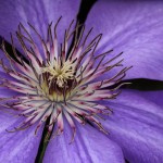 Honorable Mention Nature - Purple Flower by Jeff Bucklew