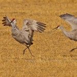 Honorable Mention Nature - Cranes Courtship Dance by Mary Lundeberg
