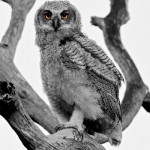 Contemporary Honorable Mention -  Great Horned Owlet by Mary Lundeberg