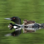 Nature Honorable Mention - Mother Loon with Young by Mary Lundeberg