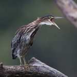 Nature Acceptance - Green Heron by Jeff Bucklew