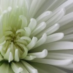 Realistic Acceptance - Centerpiece by Terry Butler