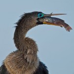 Contemporary Acceptance - Anhinga with Fish by Mary Lundeberg