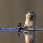 Nature Acceptance - Waving Otter by Jeff Bucklew