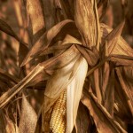 Color Print Acceptance - Harvest Time by Terry Butler