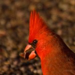 Nature - Cardinal by Kathy Lauerer