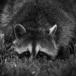 Nature - Racoon by Kathy Lauerer