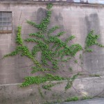 Photowalk May 2012 - Wall of Vine by Linda Donaldson
