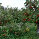 Realistic - Apple Orchard by Rudy Wiemann