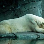 Realistic - Arctic Dreams by Rudy Wiemann