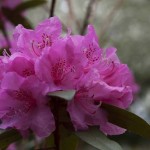 Realistic - Flower by Chuck Jentlie