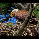 Nature - Eagle Eye by Michael Herrem
