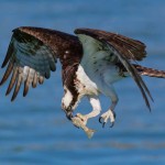 Nature - Hungry Osprey by Mary Lundeberg