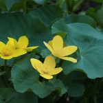 Nature - Marsh Marigolds by Terry Butler