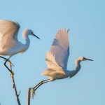 Nature - Snowy Leap by Mary Lundeberg