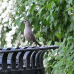Realistic - Gary Cowbird by Linda Donaldson