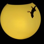 Assignment - Night Photography - Gecko by Bryan Leonard