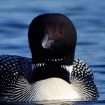 Nature - Mr Loon by Michael Herrem