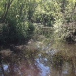 Nature - Still Water by Connie Klecker