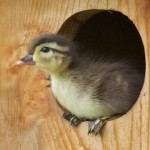 Realistic - BabyWooduck by Mary Lundeberg