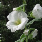 Realistic - Hollyhock by Linda Donaldson