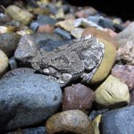 Nature - Tree Frog by Brian Leonard