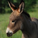 Nature - Baby Burro by Charles Oberstar
