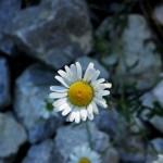 Nature - Daisy in Stream by Charles Oberstar