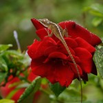 Nature - Lizard on Rose by Sue Oberstar