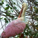Nature - Roseate Spoonbill by Susan Rolle