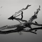 Realistic - In Repose by Frank Piontek