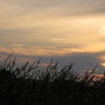 Realistic - Sunset Corn by Linda Donaldson