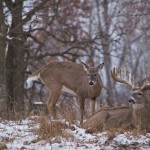Realistic - Winter Deer by Michael Herrem