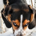 Assignment Realistic - Lucy InThe Snow by Amanda Bierbaum