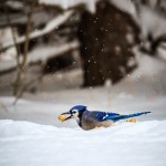 Assignment Realistic - Peanut Love by Amanda Bierbaum