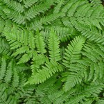 Nature - Lush Fern at My Feet by Ken Krautbauer