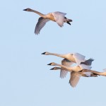 Nature - Swans in Flight by Mike Waterman