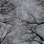 Nature - Winter Forest by Ken Krautbauer