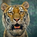 Realistic - Kitty Portrait by Michael Herrem