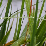 Nature - Grass by Anna Davenport