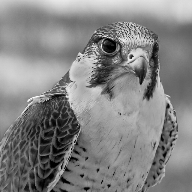 3rd Place Black and White – Peregrine Falcon – Marianne ...