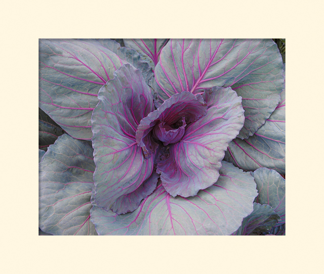 Red Cabbage - Terry Butler