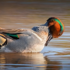 Nature - Green-winged Teal at Golden Hour - Marriane Diericks