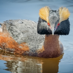 Nature - Horned Grebe Courtship Colors - Marianne Diericks